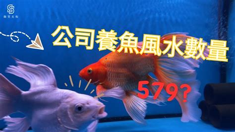 風水養魚數量|養風水魚數量攻略：命格五行對應養魚條數 